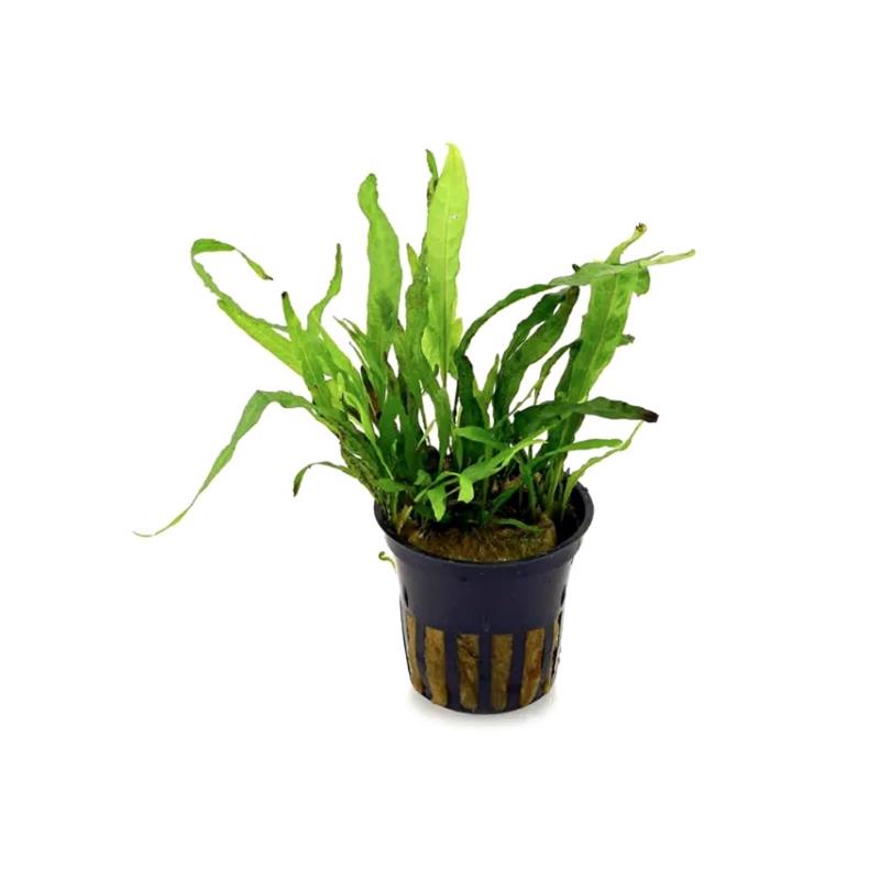 Planta acvariu Microsorum pteropus Green Gnome Stoffels - imagine 4